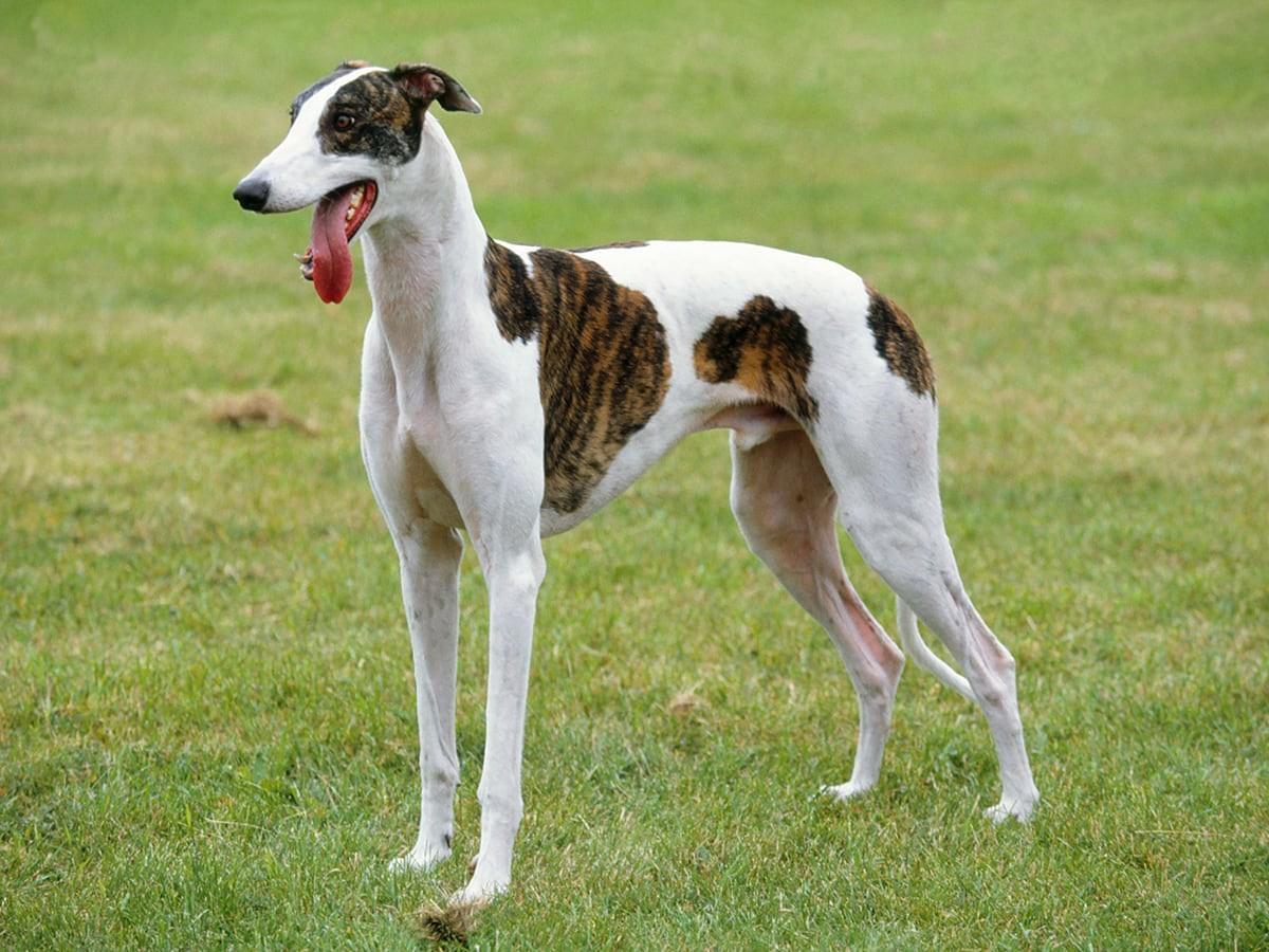 Standard Greyhound