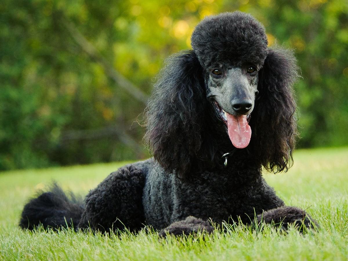 Standard Poodle