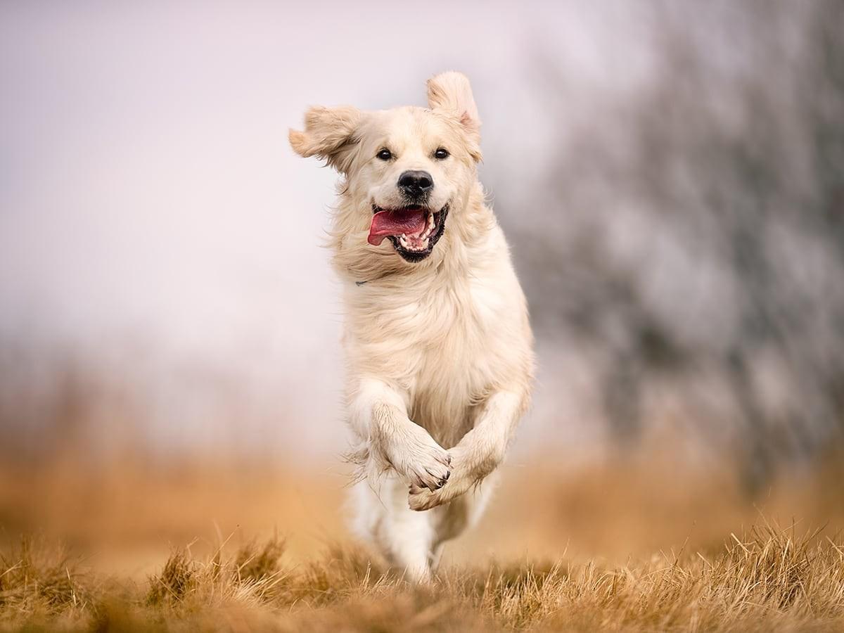 Labrador Retrievers