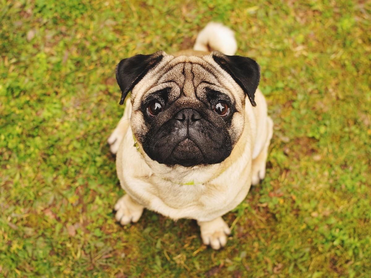 Pug