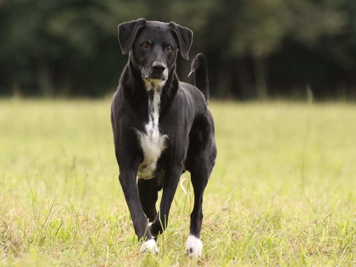 Labrador Mixes