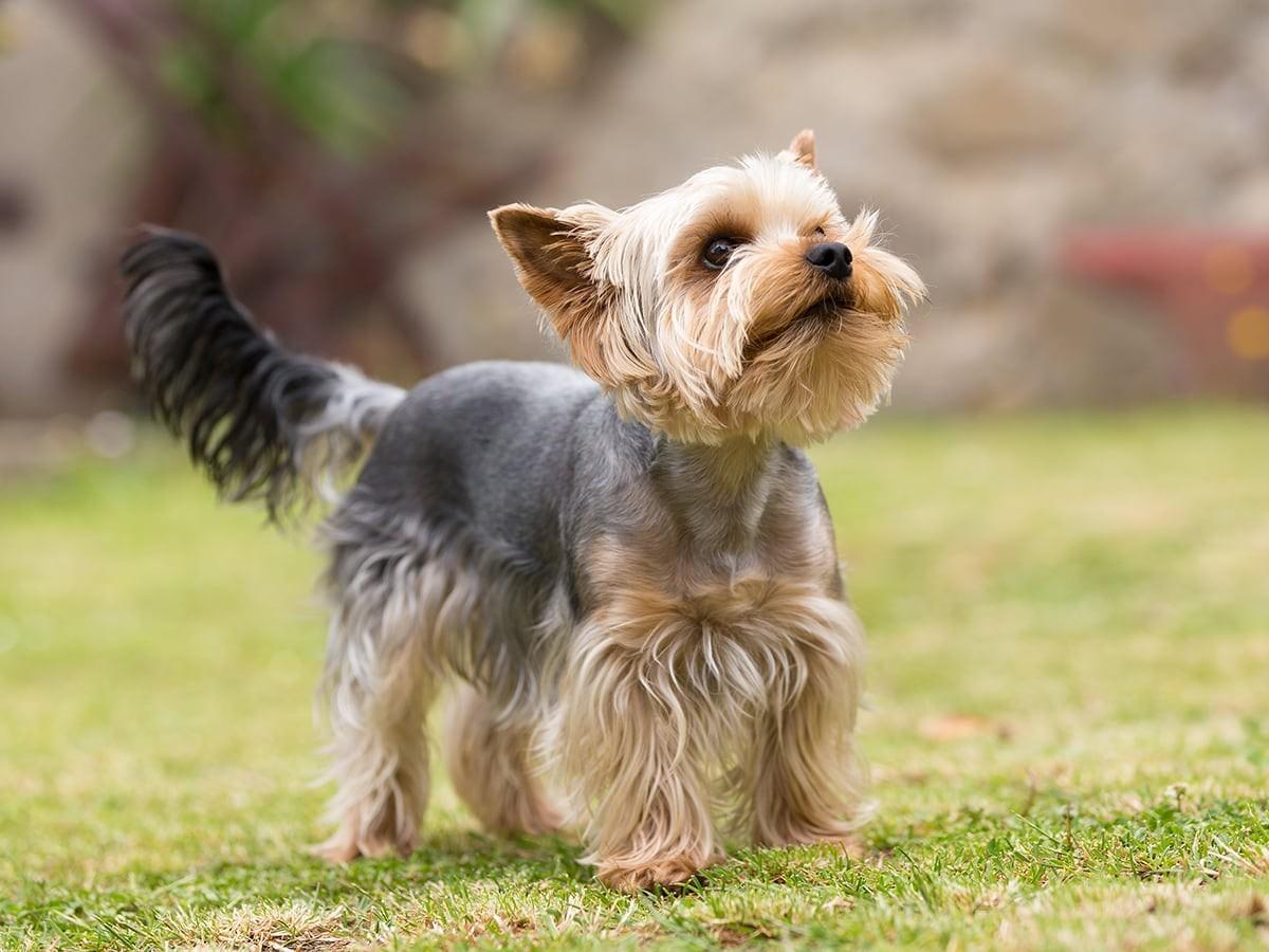 Yorkshire Terriers