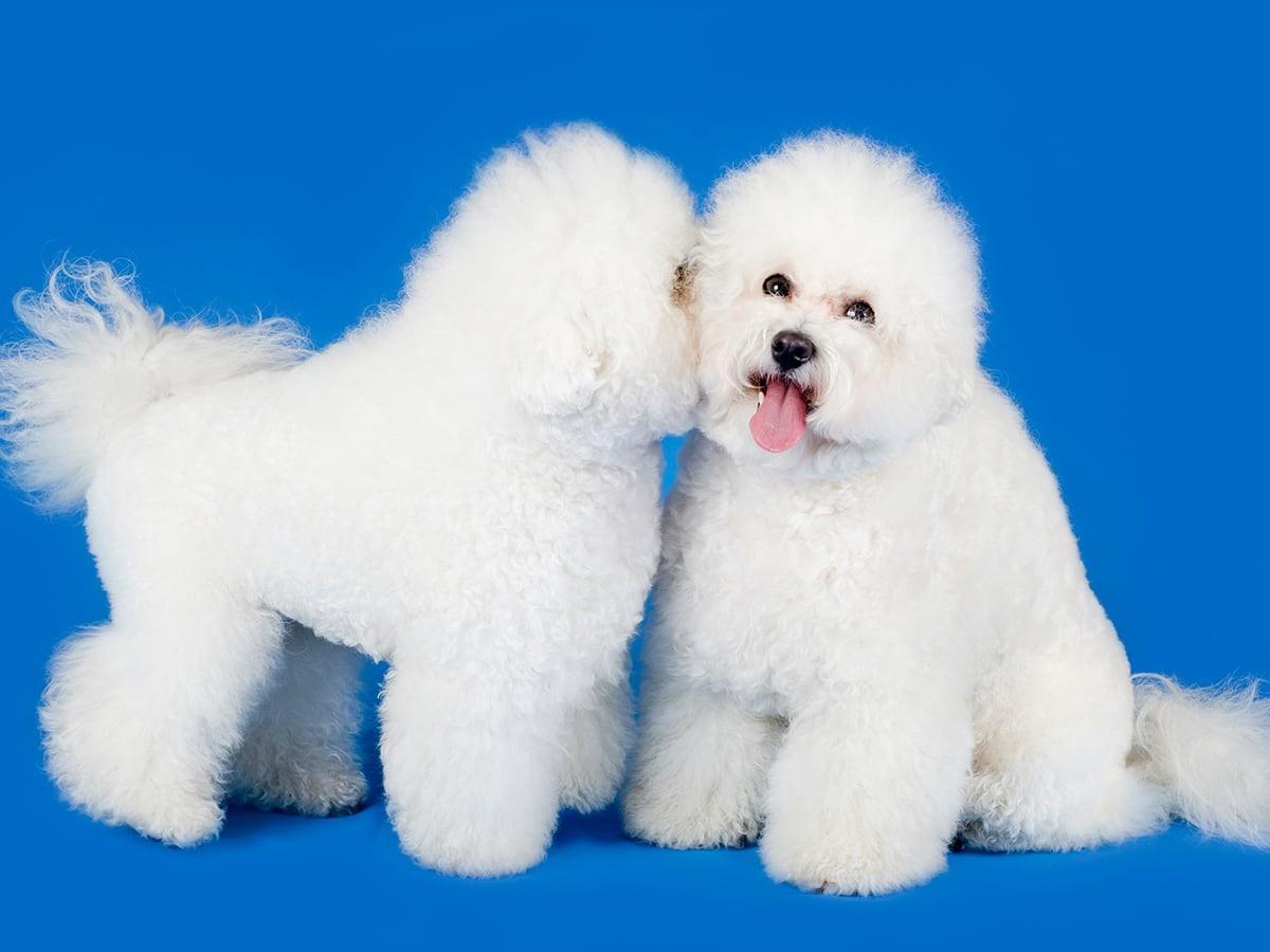 Bichon Frise