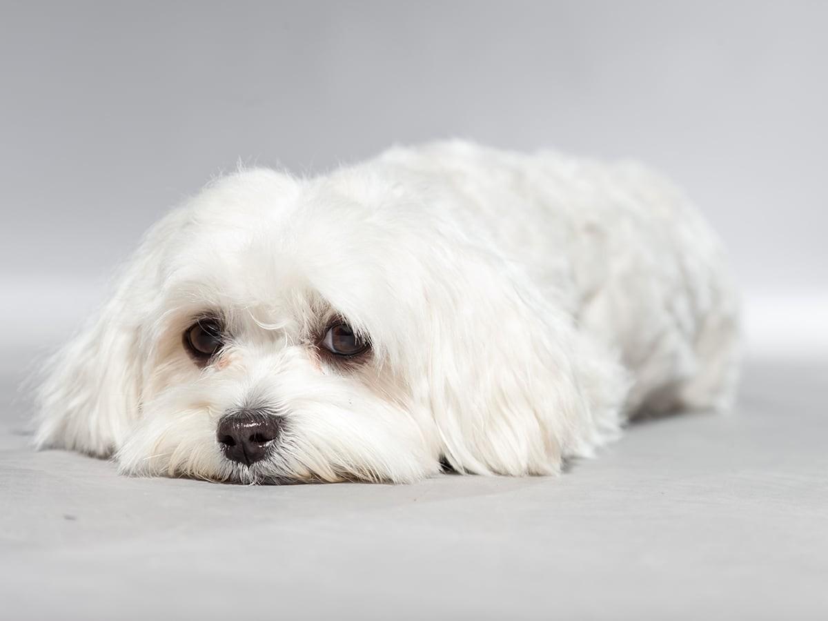 Maltese