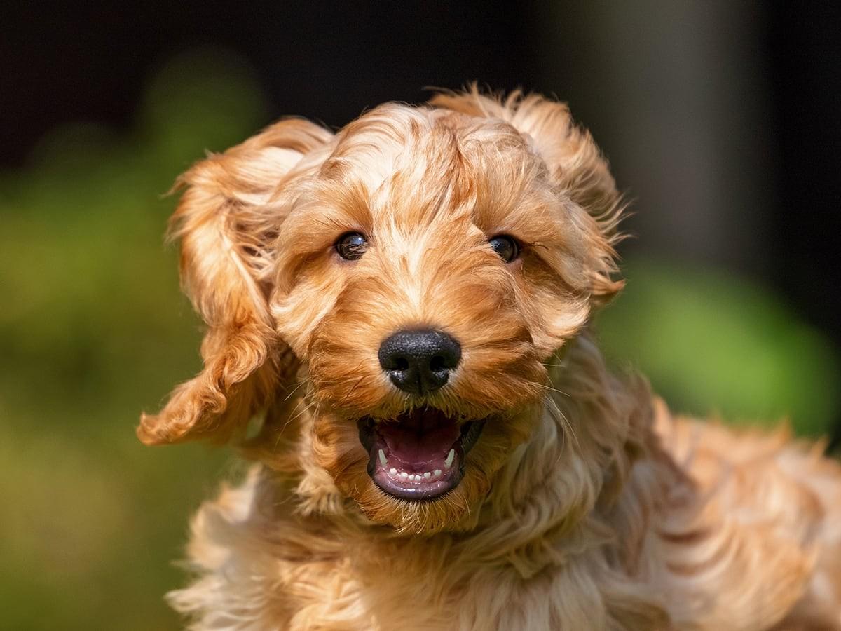 Cockapoo-Cocker Spaniel