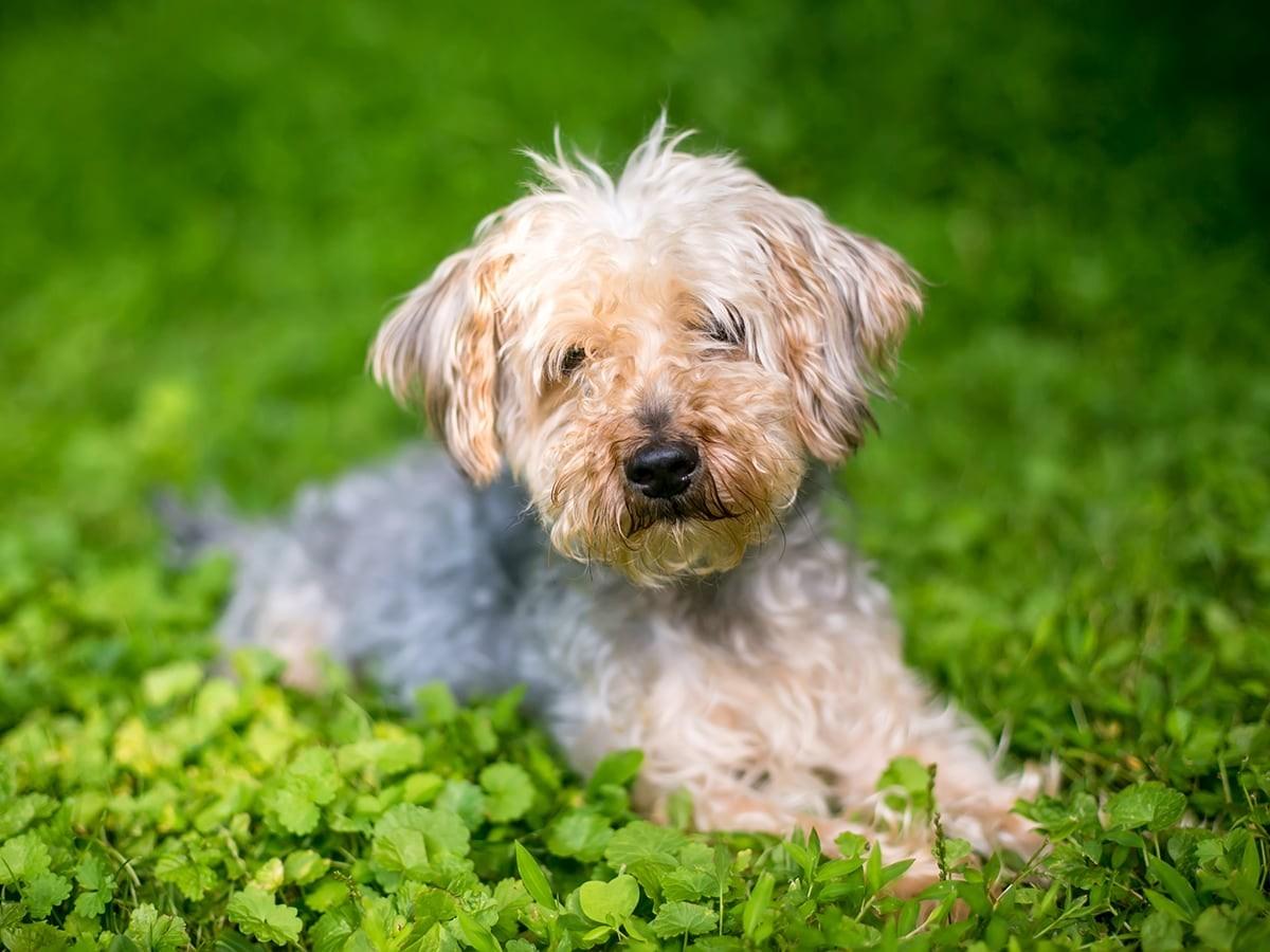 Yorkipoo-Yorkshire Terrier