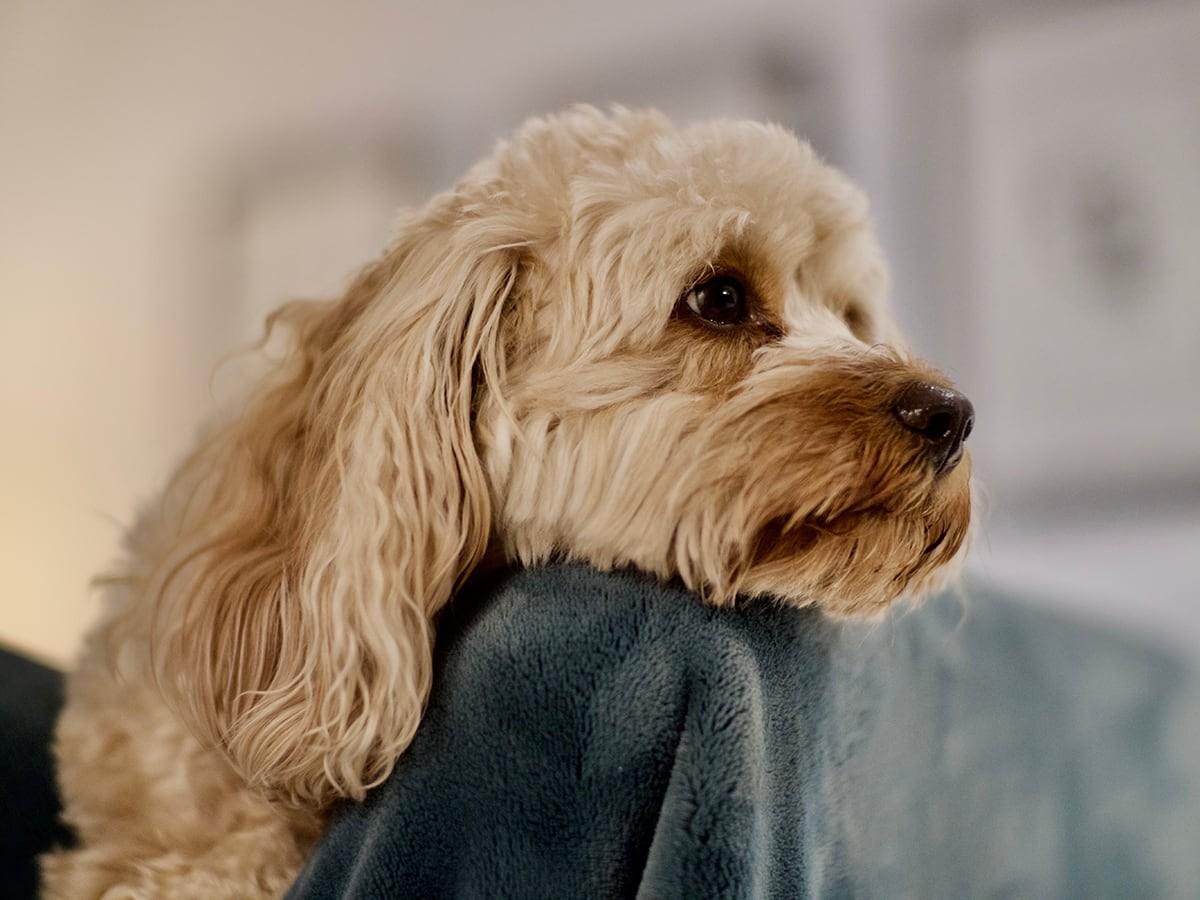 Cavoodle Cavapoo Cavalier King Charles