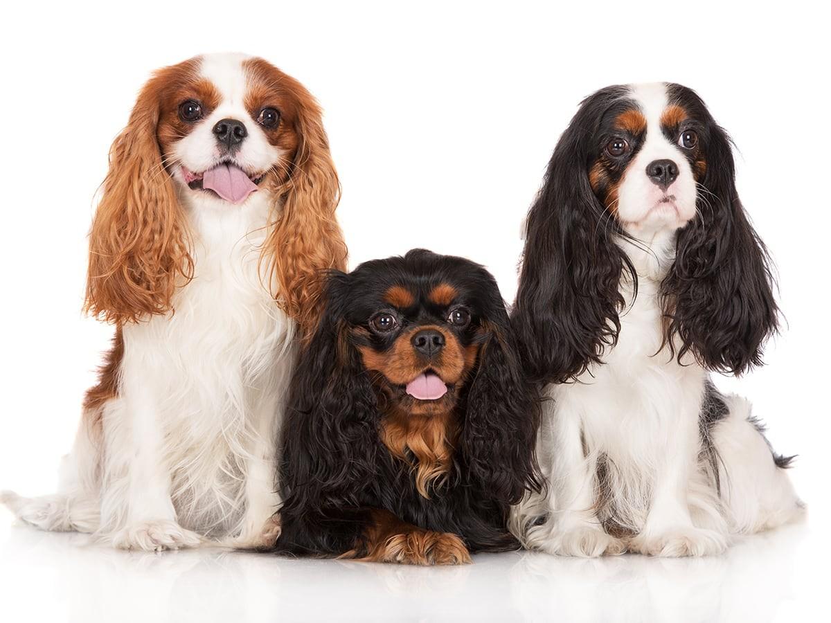 Cavalier King Charles