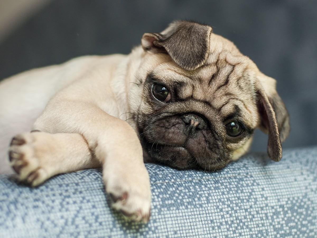 Pugs
