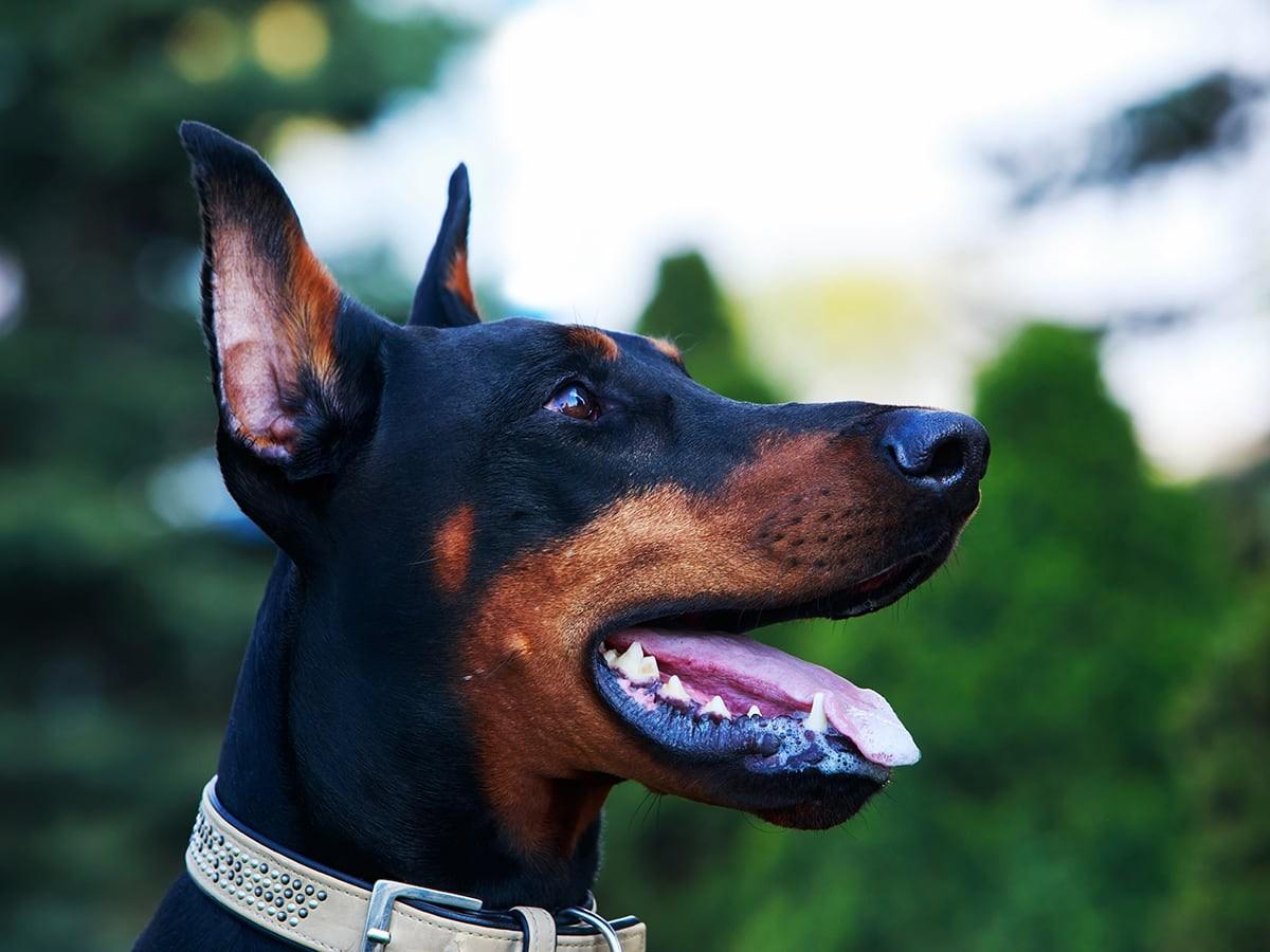 Doberman Pinscher