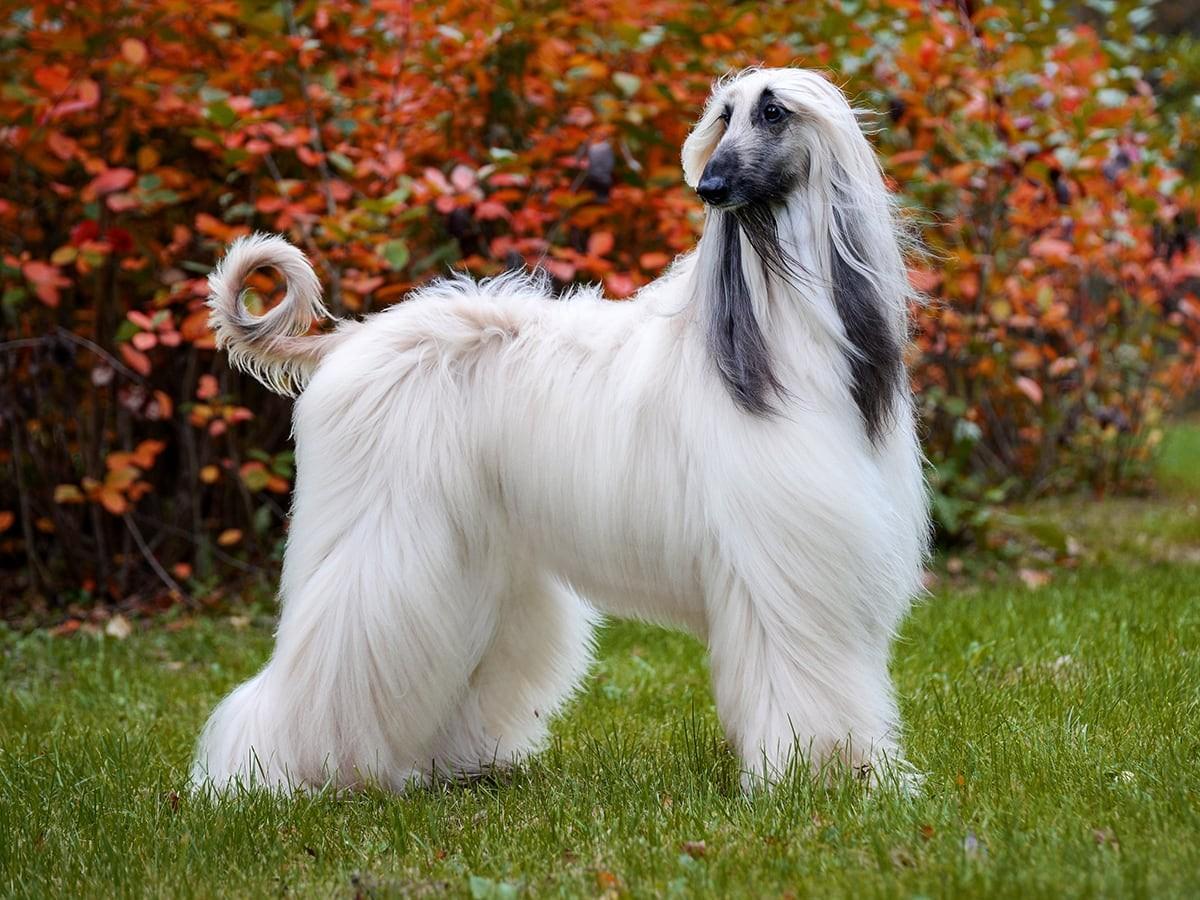 Afghan Hound