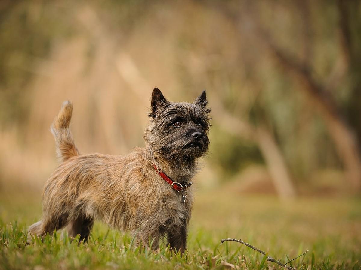 Cairn Terrier