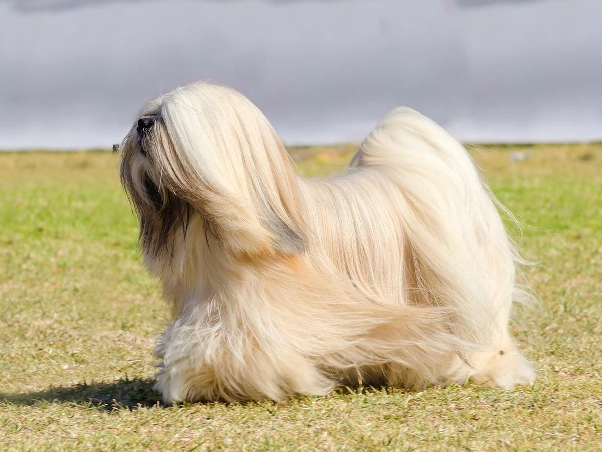 Lhasa Apso