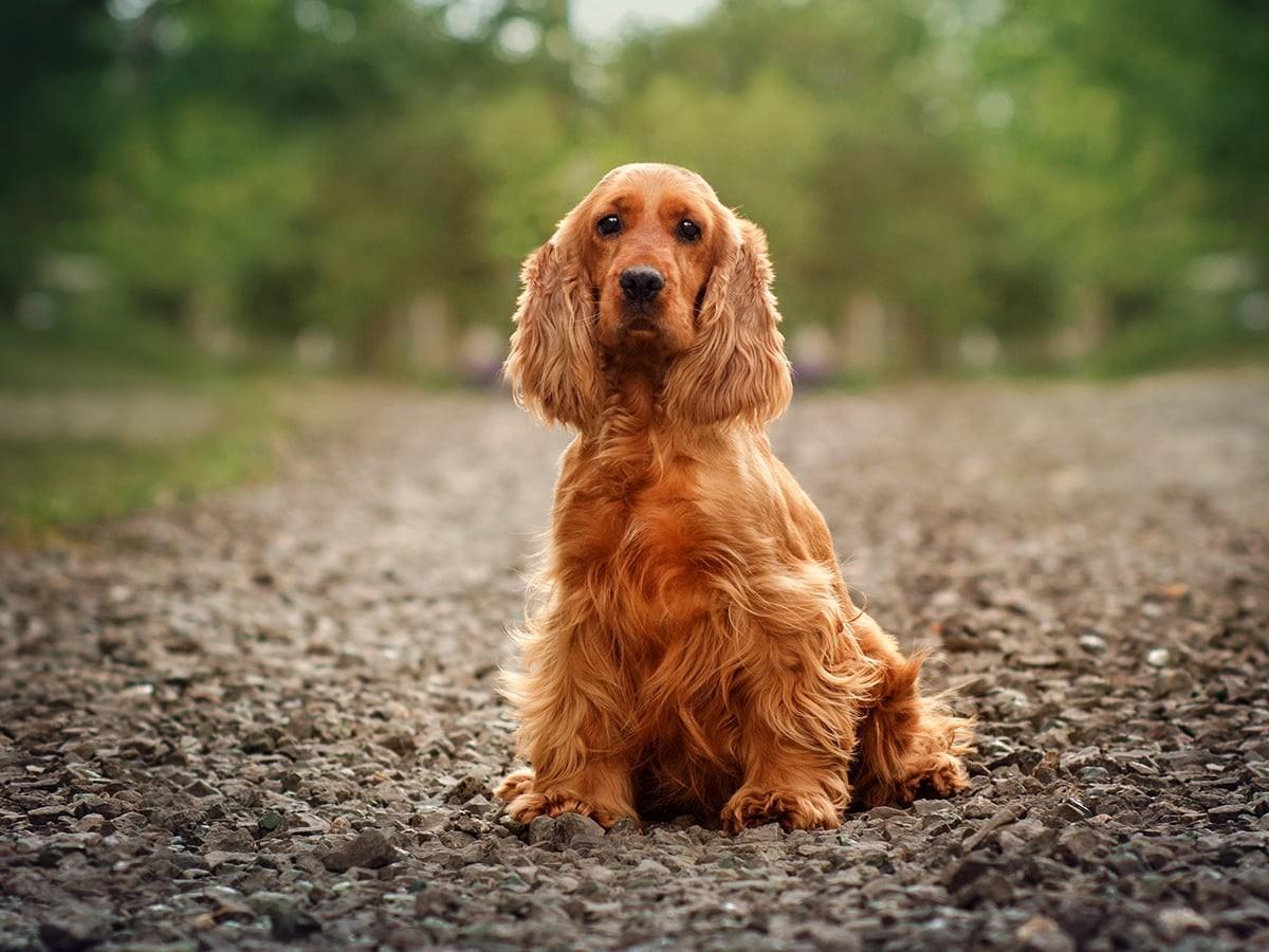 How Much Does a Cocker Spaniel Cost?