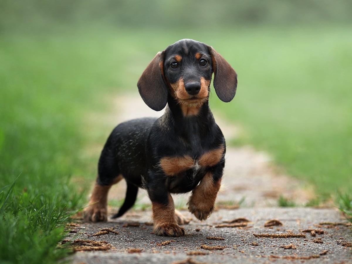 How Much Does a Dachshund Cost?