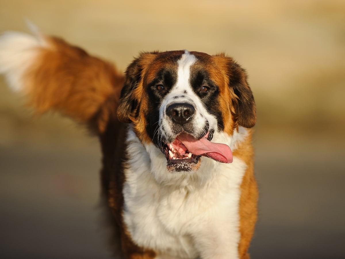 How Much Does a Saint Bernard Cost?