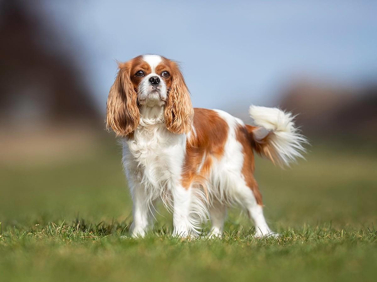 Cavalier King Charles Spaniel Health Problems