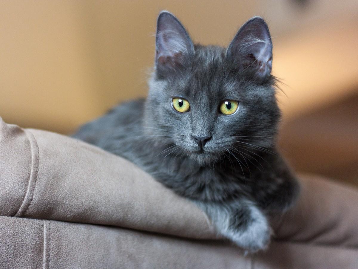 Nebelung