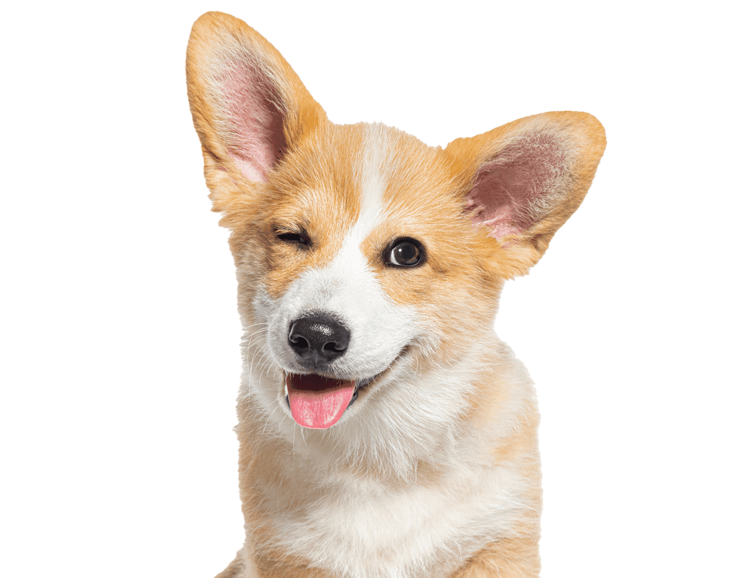 Vets Partner With Spot Spot Pet Insurance vets-partner-with-spot-spot-pet-insurance