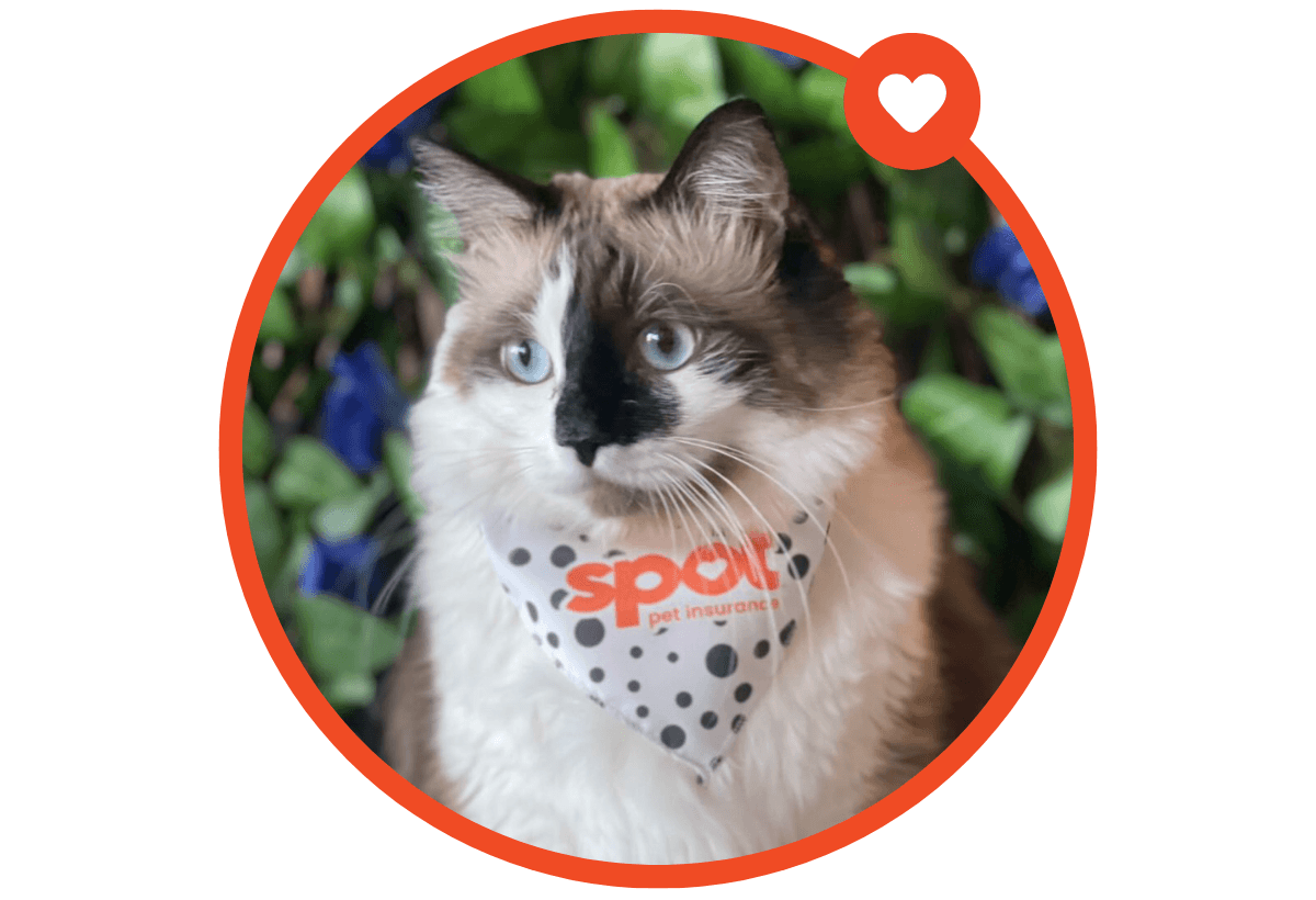 Spot Pet Insurance Reviews Find A Plan Today Spot spot-pet-insurance-reviews-find-a-plan-today-spot