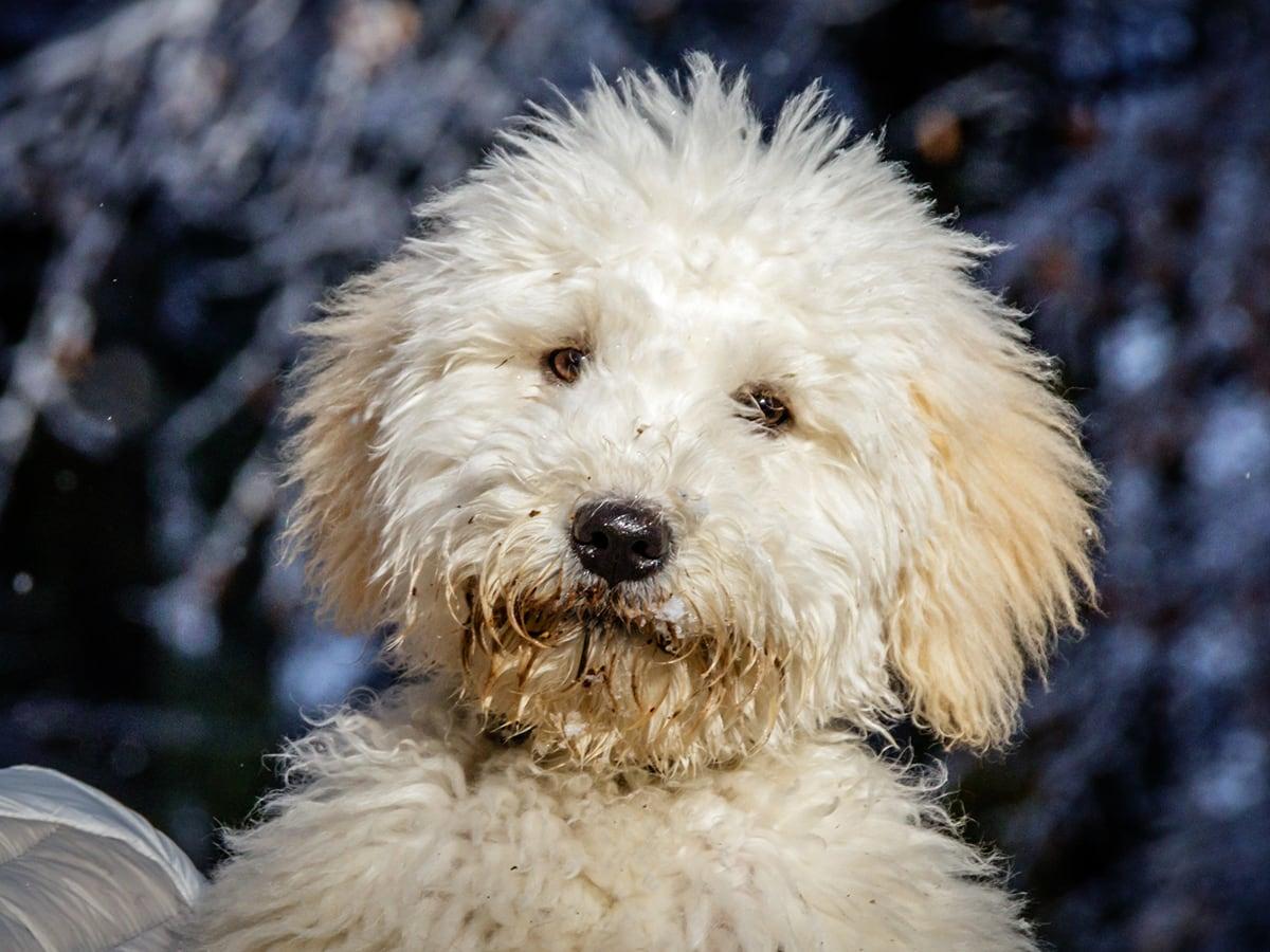 Pyre doodle - Dog Breed Guide | Spot Pet Insurance