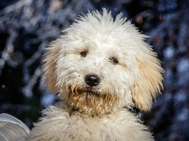 Pyre doodle - Dog Breed Guide | Spot®
