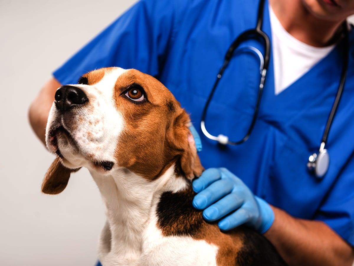 Will Pet Insurance Cover The Cost Of Prescription Pet Food Spot Pet will-pet-insurance-cover-the-cost-of-prescription-pet-food-spot-pet