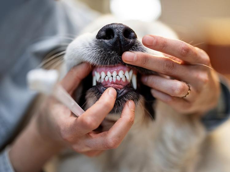 Does Pet Insurance Covers Spaying Neutering Spot Pet Insurance does-pet-insurance-covers-spaying-neutering-spot-pet-insurance