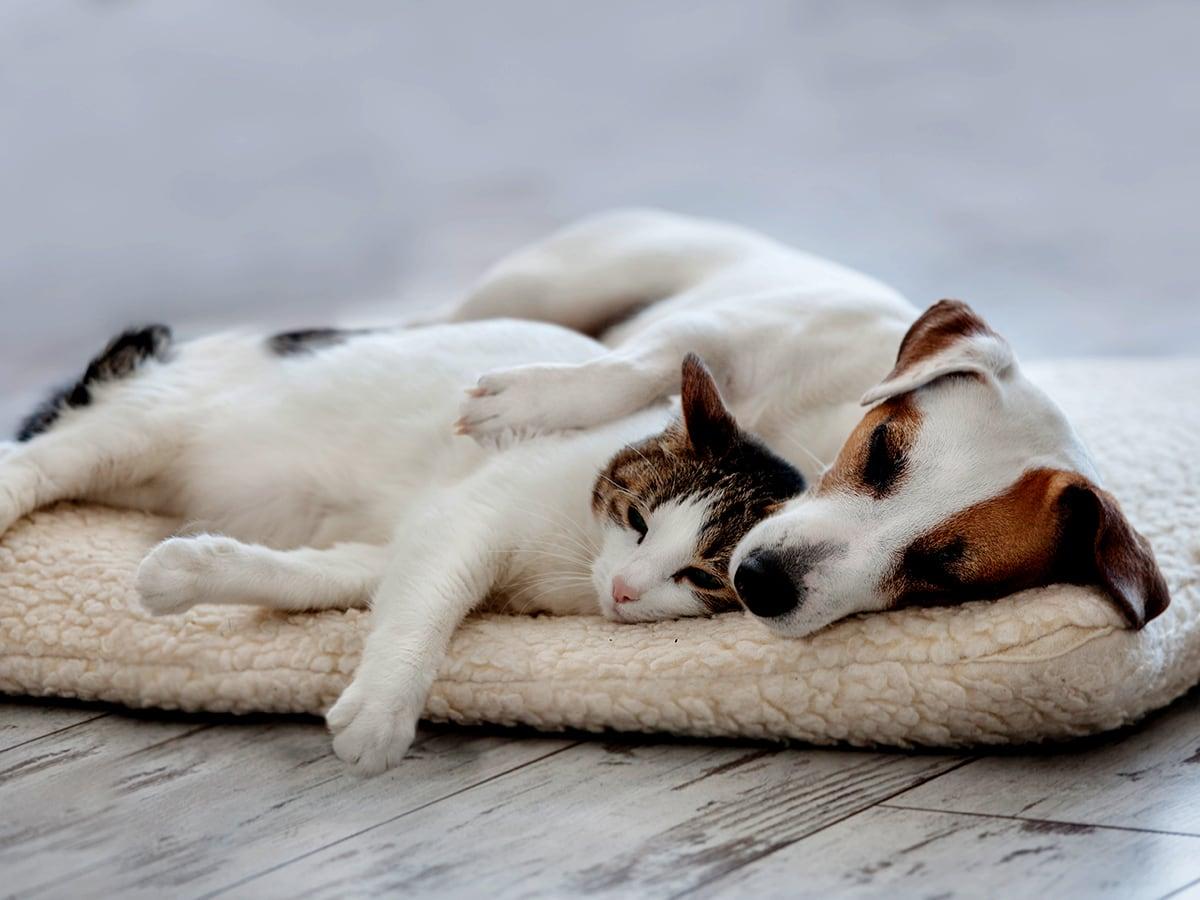 Lupus in Dogs: Symptoms, Diagnosis, Treatment, and Costs for Canine ...