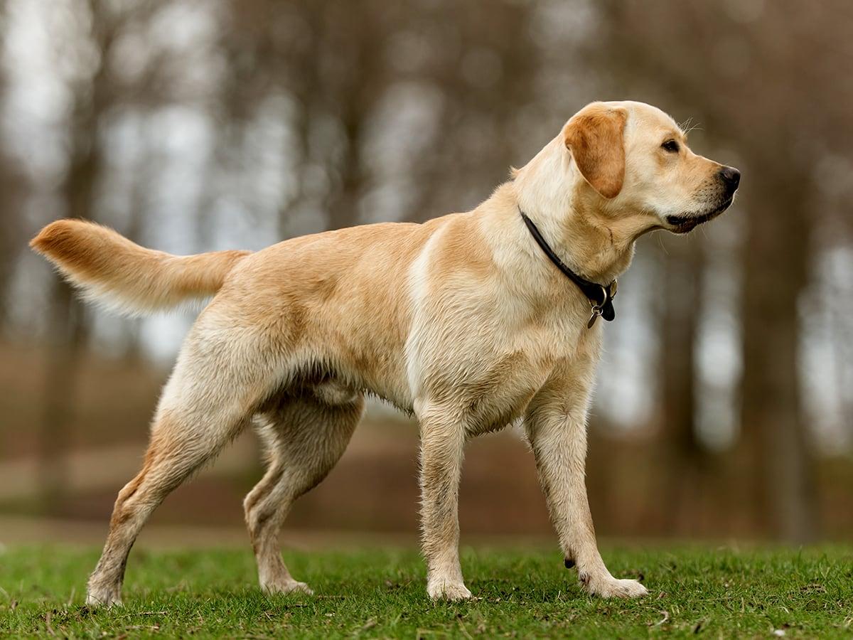 Best Labrador Names for Your Pet | Spot Pet Insurance