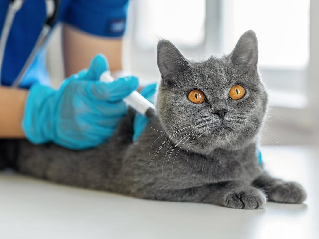Does Pet Insurance Cover Vaccines Learn About Coverage Options Spot does-pet-insurance-cover-vaccines-learn-about-coverage-options-spot