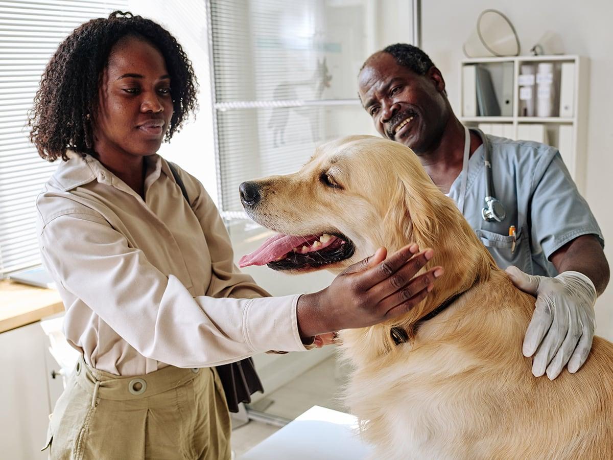 How Many Sales Reps Do I Need to Hire for My Pet Insurance Company?