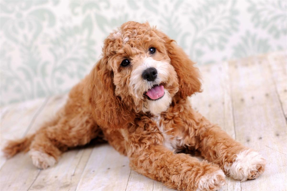 Cockapoo Proce What's the Price of a Cockapoo in 2025? | Spot Pet Insurance