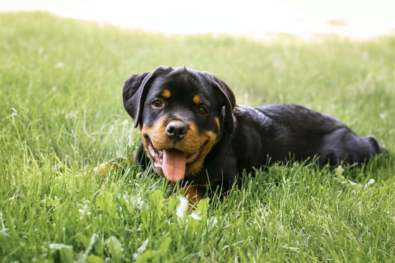 How Much Are Rottwilers What's the Price of a Rottweiler in 2025? | Spot Pet Insurance