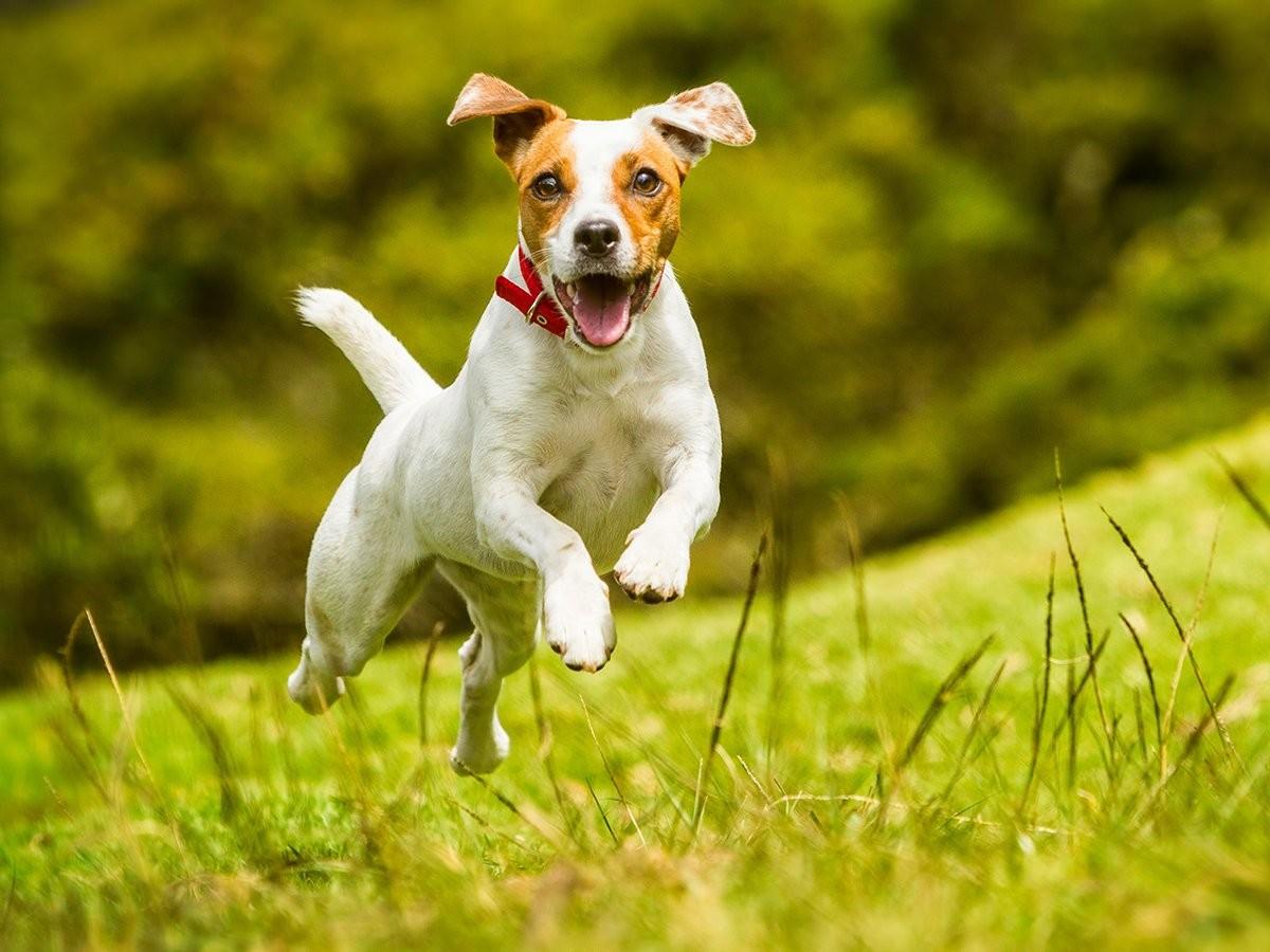 Does Pet Insurance Cover Vaccines Learn About Coverage Options Spot does-pet-insurance-cover-vaccines-learn-about-coverage-options-spot