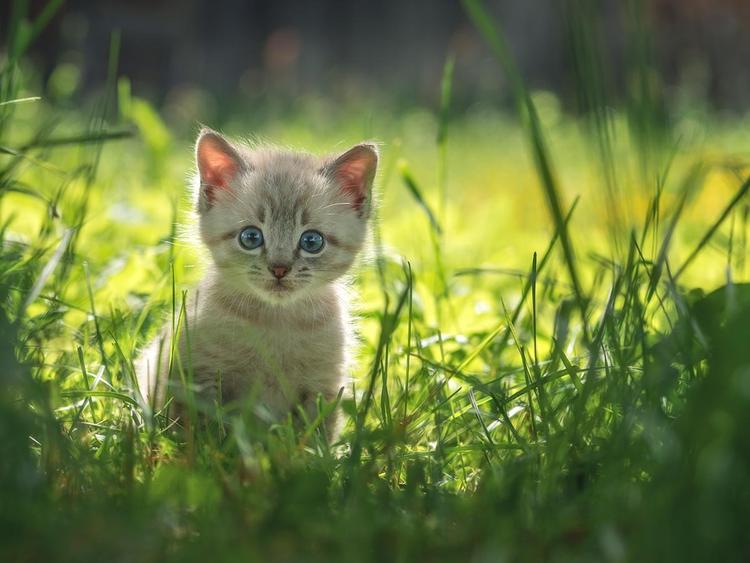 Cat Dental Cleaning Cost A Comprehensive Guide Spot Pet Insurance cat-dental-cleaning-cost-a-comprehensive-guide-spot-pet-insurance