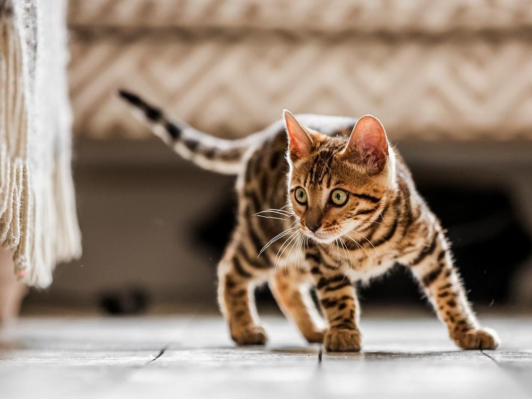 When Do Kittens Calm Down? A Guide to Kitten Energy and Behavior | Spot ...