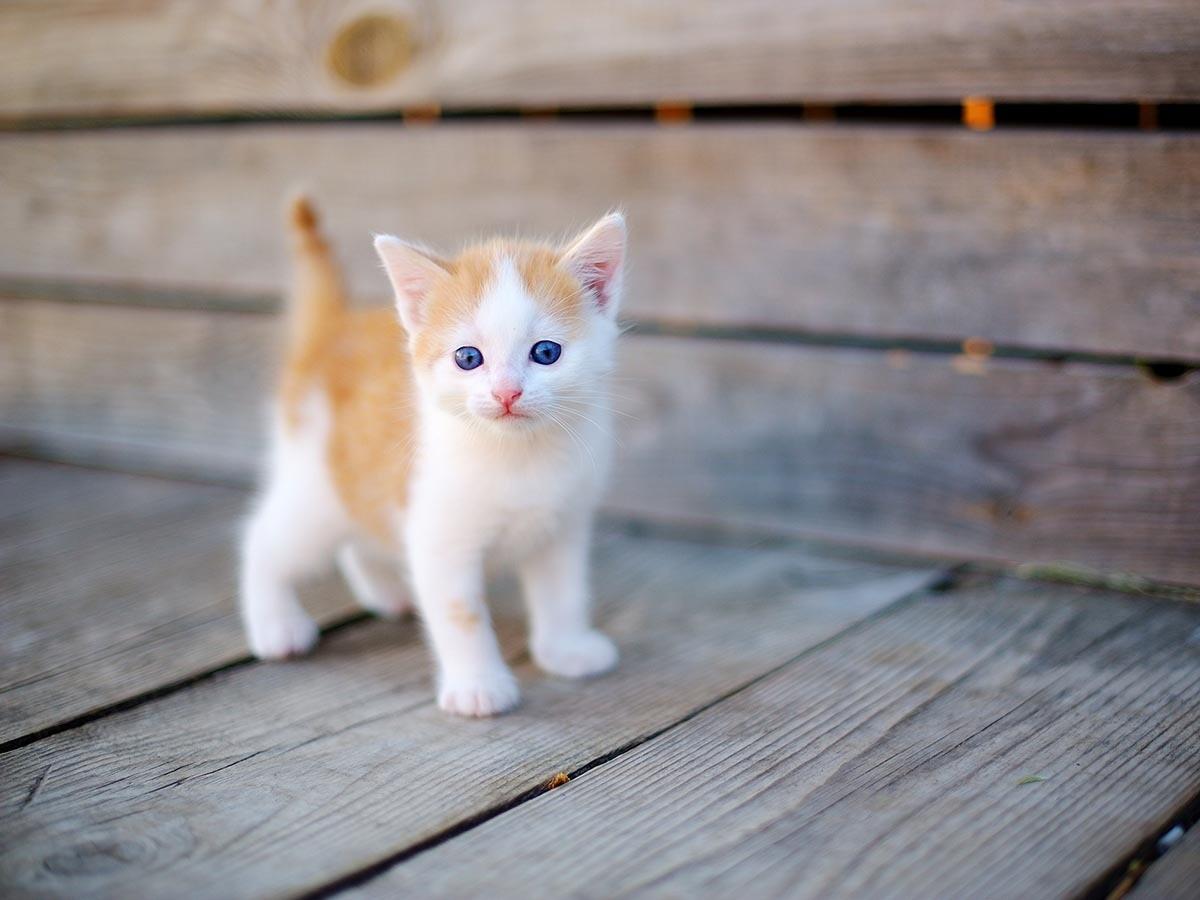 When Do Kittens Calm Down? A Guide to Kitten Energy and Behavior | Spot