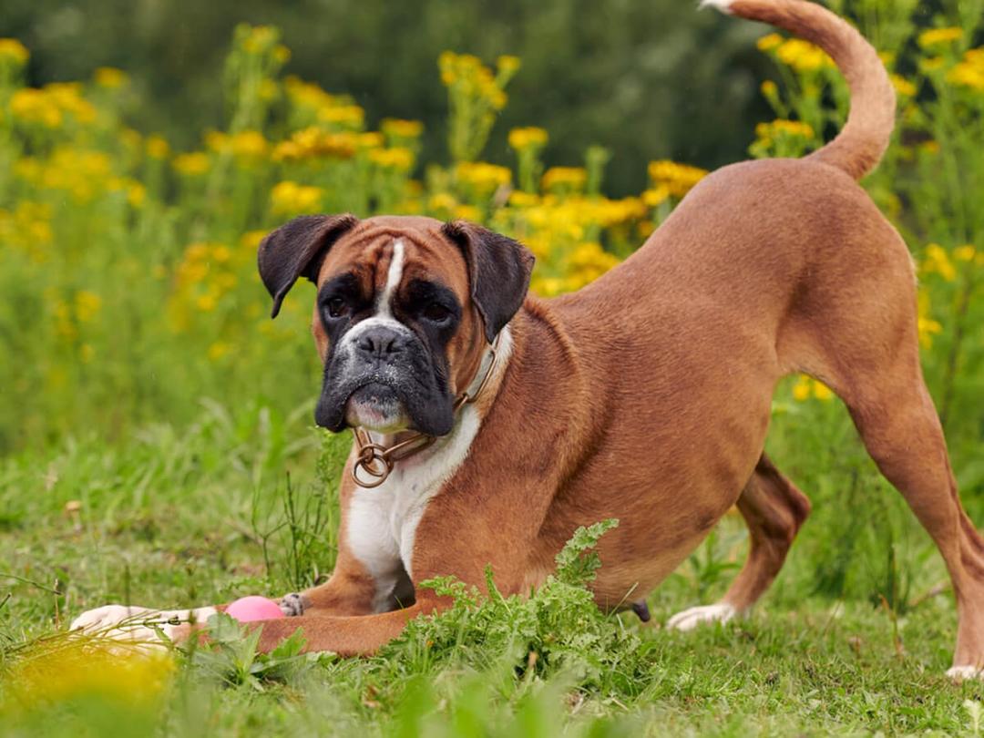 Boxer Dog Breed Information Guide Spot Pet Insurance boxer-dog-breed-information-guide-spot-pet-insurance