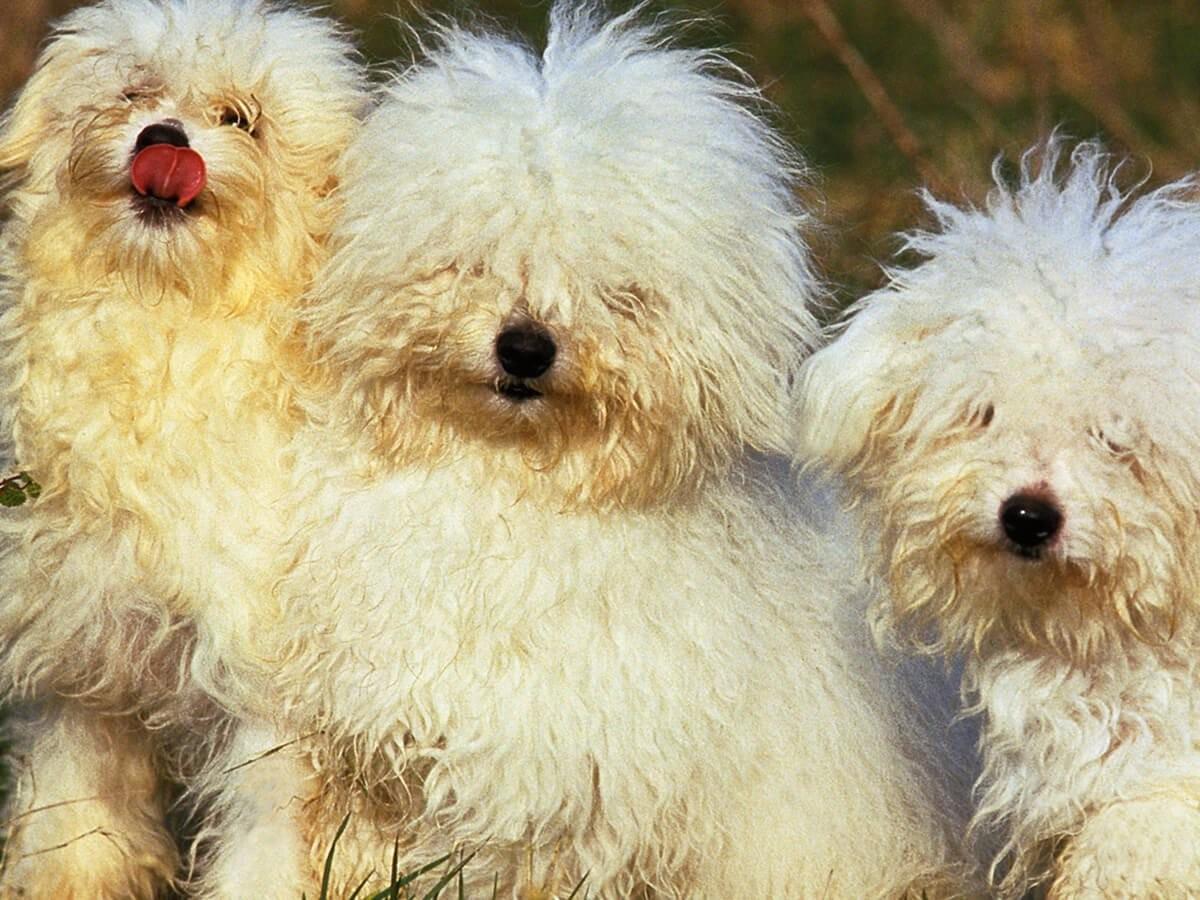 Italian Dog Breeds Discover The Most Popular Dogs From Italy Spot italian-dog-breeds-discover-the-most-popular-dogs-from-italy-spot