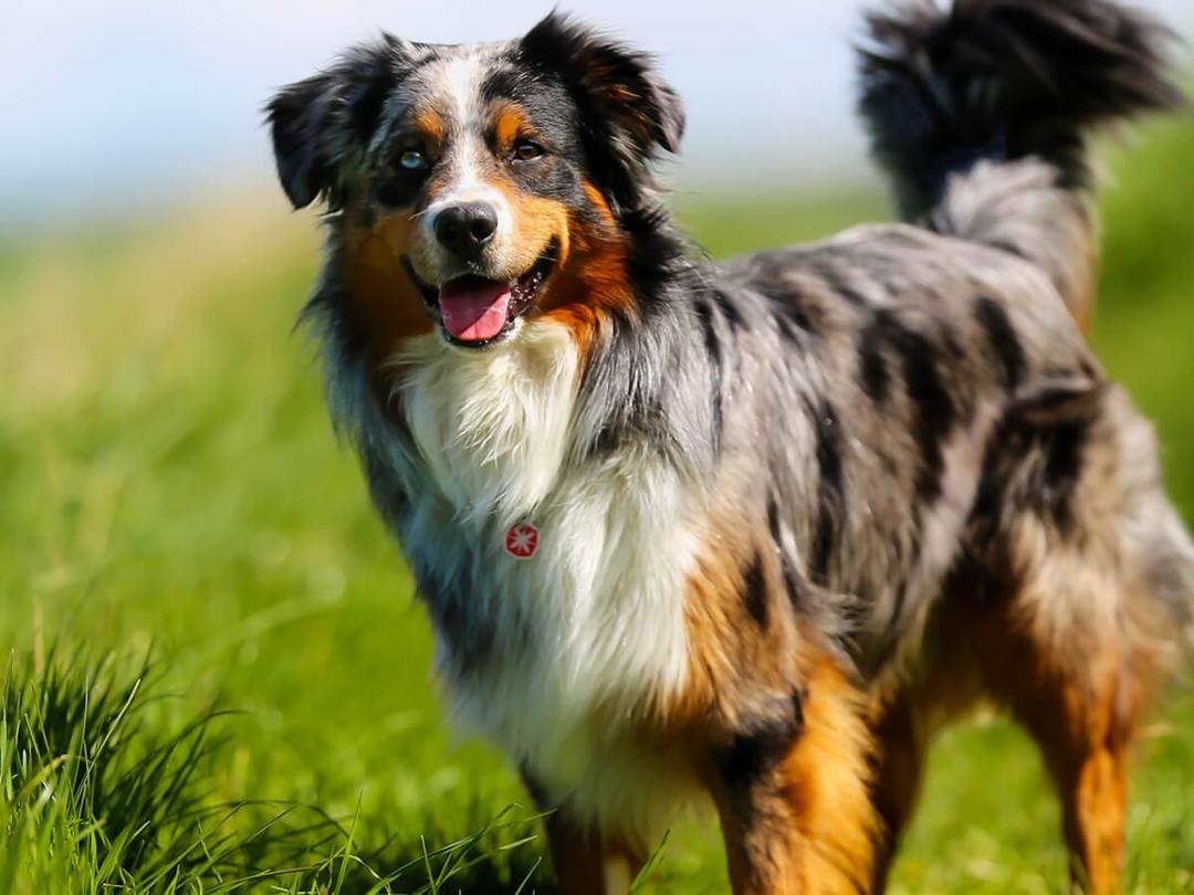 What s The Price Of An Australian Shepherd In 2025 Spot Pet Insurance what-s-the-price-of-an-australian-shepherd-in-2025-spot-pet-insurance