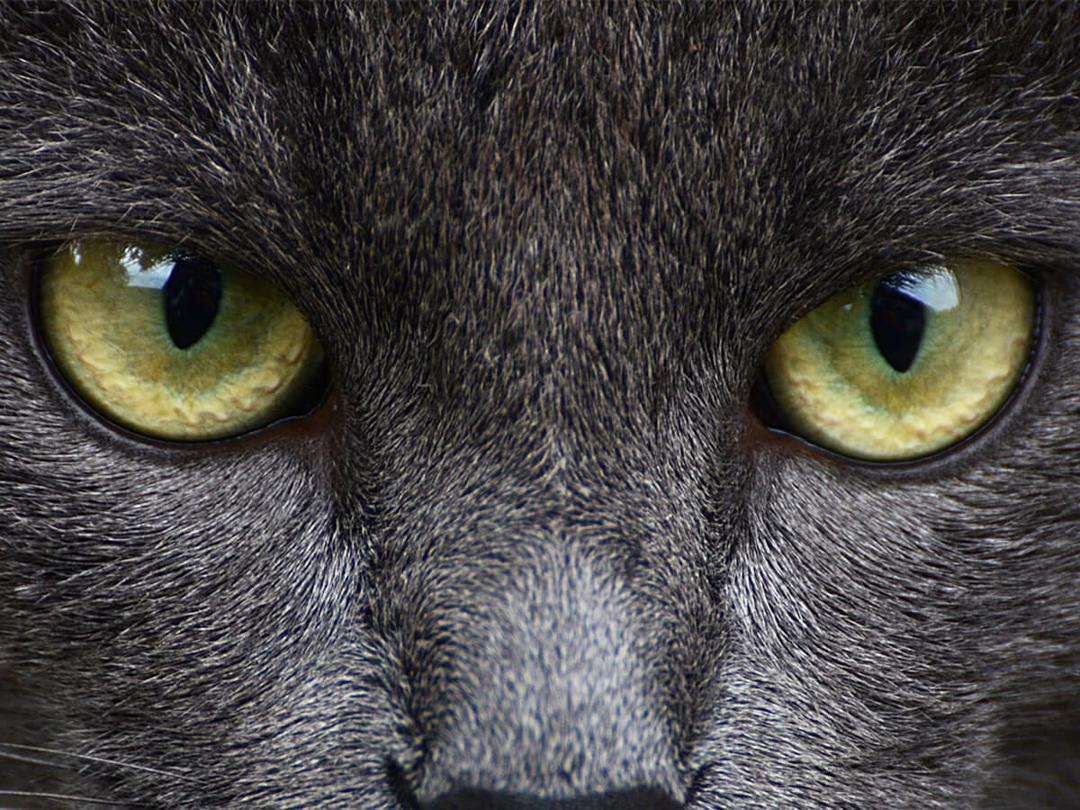 Are Cats Color Blind? | Spot Pet Insurance