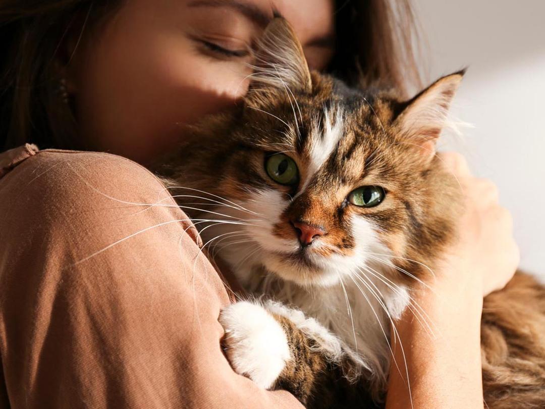20 Most Important Cat Care Tips | Spot Pet Insurance
