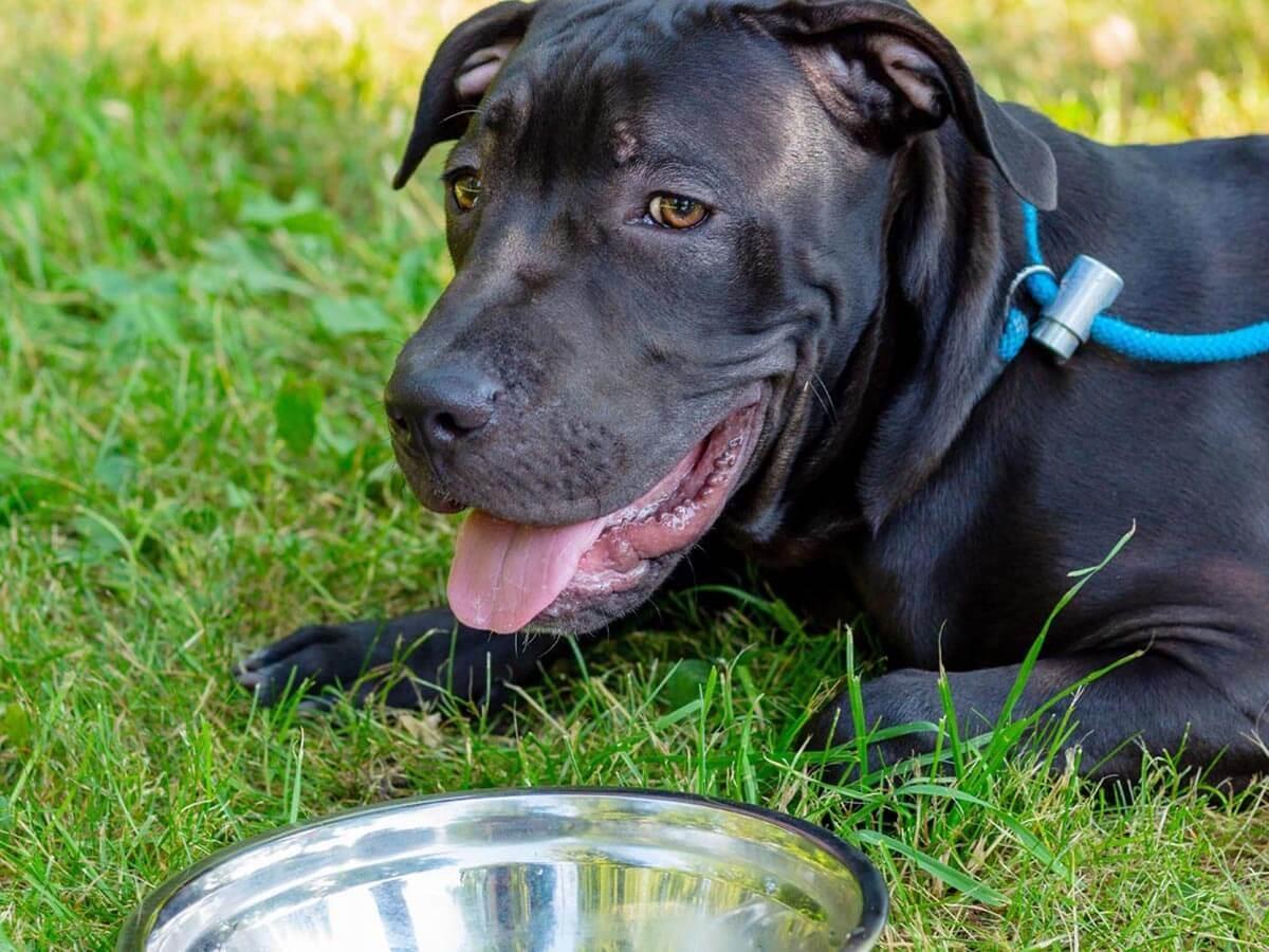 Can Dogs Eat Hot Dogs Expert Opinion Spot Pet Insurance can-dogs-eat-hot-dogs-expert-opinion-spot-pet-insurance