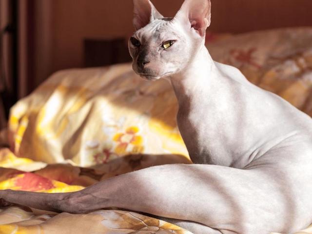 Not Cat Best Non-Shedding Cat Breeds | Spot Pet Insurance