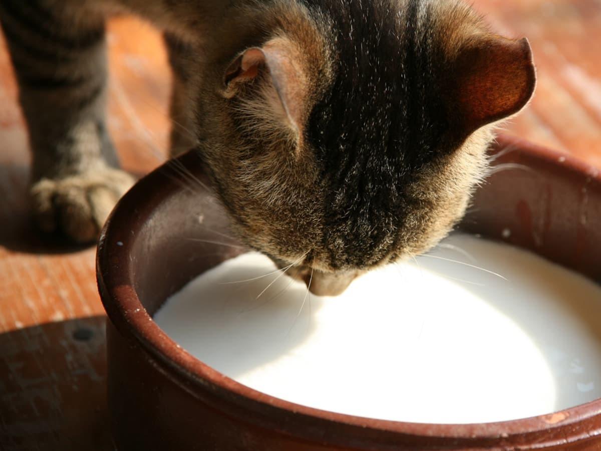 Why Cats Can't Digest Milk (And What to Offer Instead) | Spot Pet Insurance