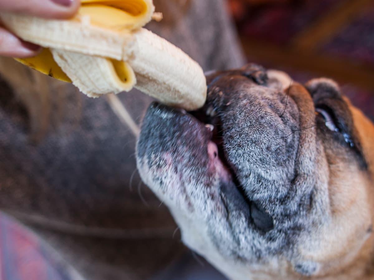 Stunning Banana Post-Workout Meal For Dogs image