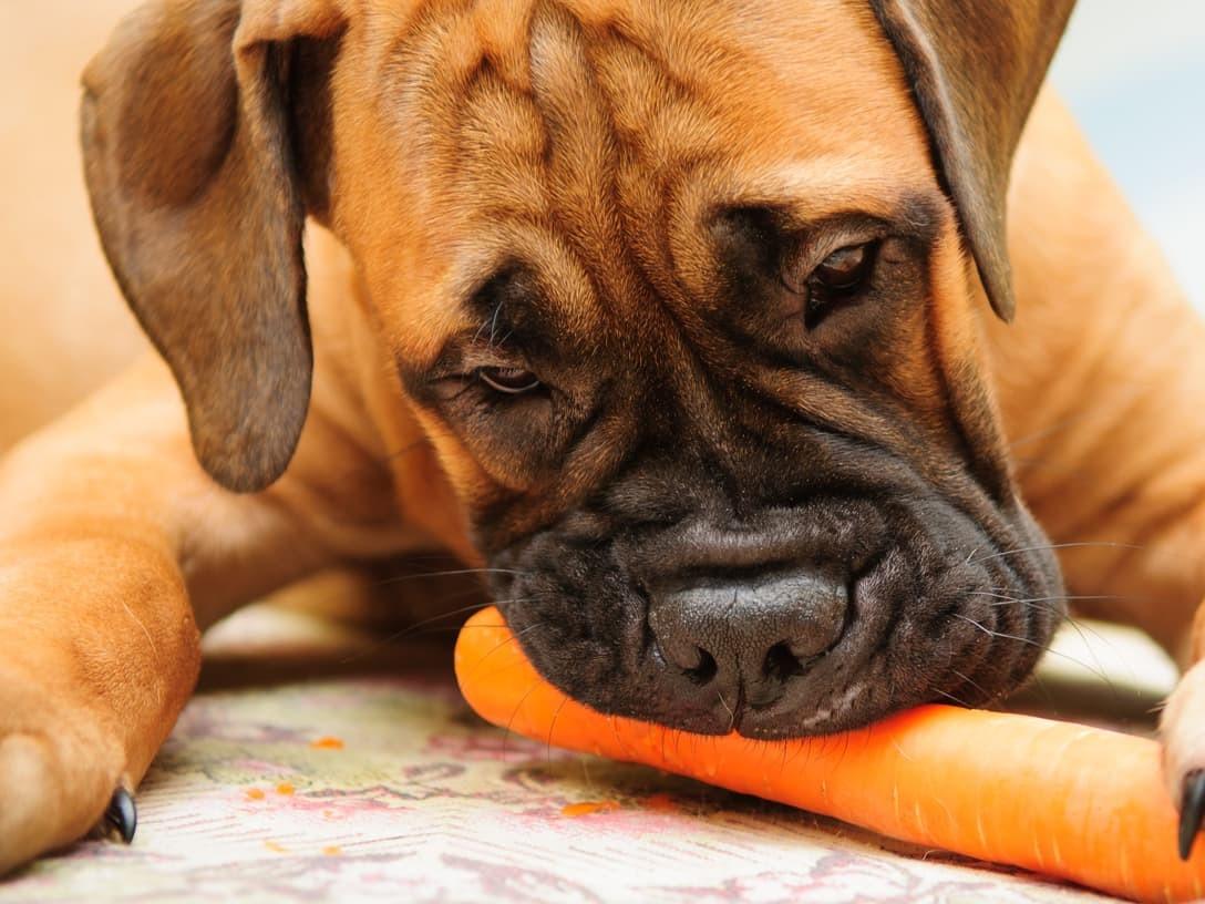 A closer look at Dog Health Risks From Eating Yarn