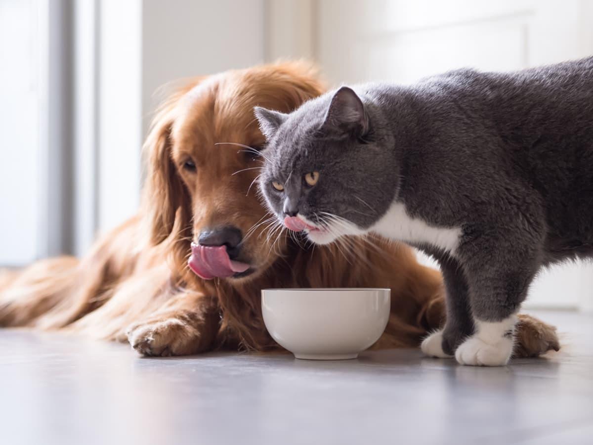 How To Submit A Pet Insurance Claim With Spot Pet Spot Pet Insurance How to submit a pet insurance claim with spot pet spot pet insurance