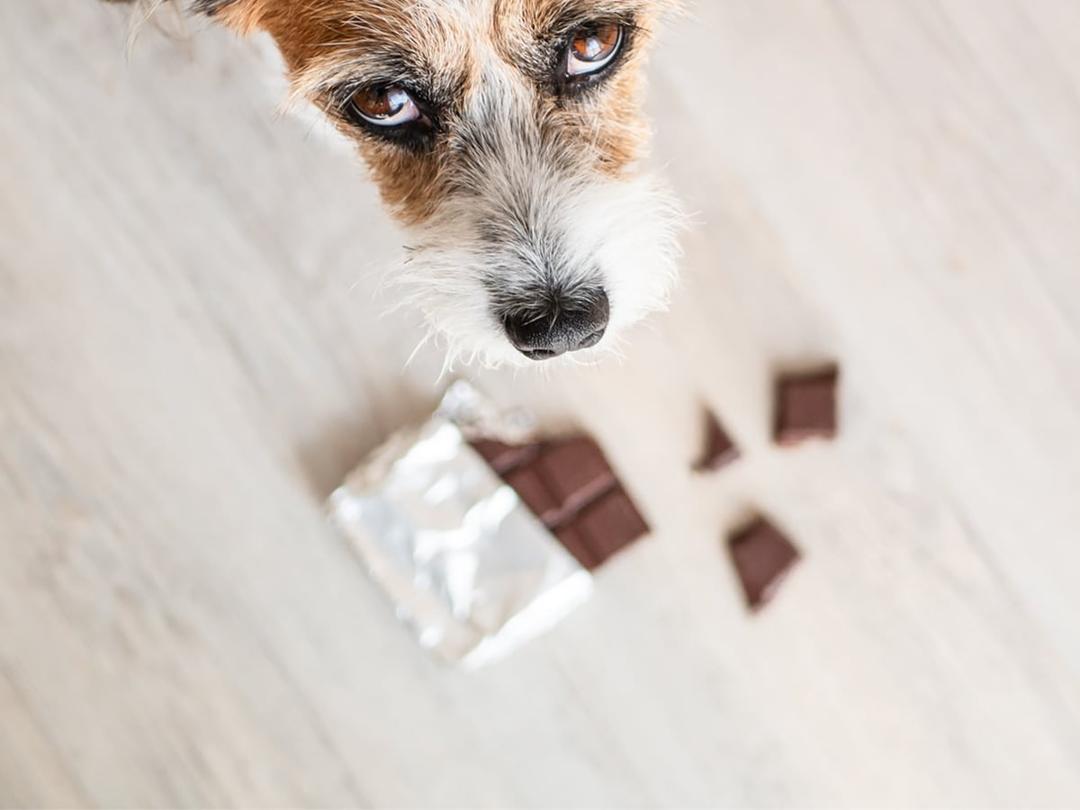 Beautiful view of Dog Chocolate Toxicity Level Of Severity